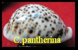 Cypraea pantherina, Solander in Lightfoot 1786